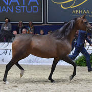 Mares 7-10 Years: Primera