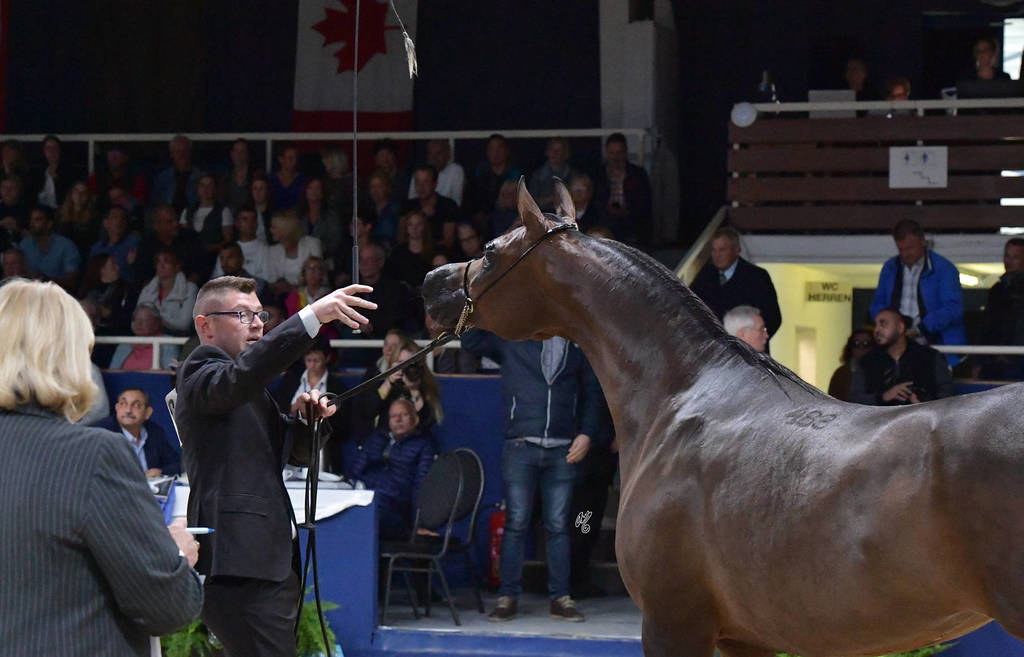 Mares 7-10 Years: Primera