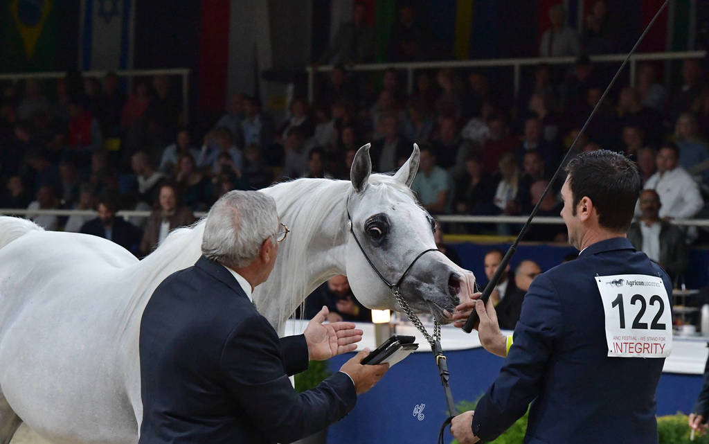 Mares 7-10 Years: Alma GB