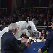 Mares 7-10 Years: Alma GB