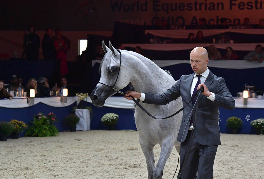 Mares 7-10 Years: Alfabia Akiabara