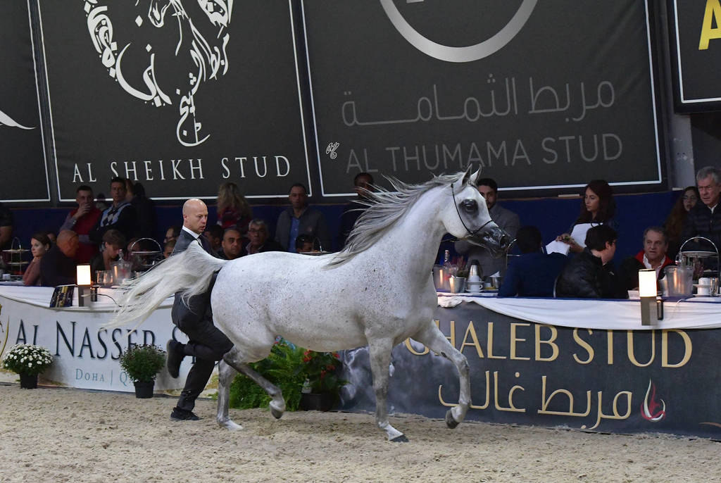 Mares 7-10 Years: Alfabia Akiabara
