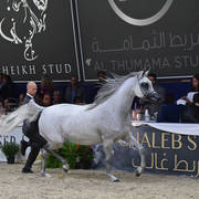 Mares 7-10 Years: Alfabia Akiabara