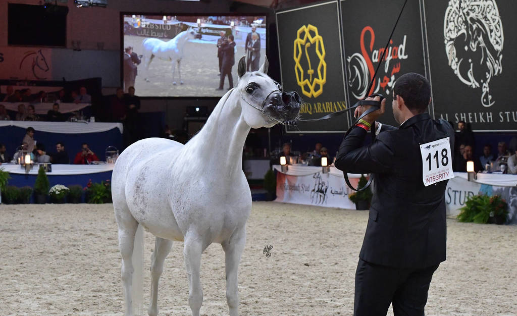 Mares 7-10 Years: Noft Al Nayfat