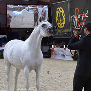 Mares 7-10 Years: Noft Al Nayfat