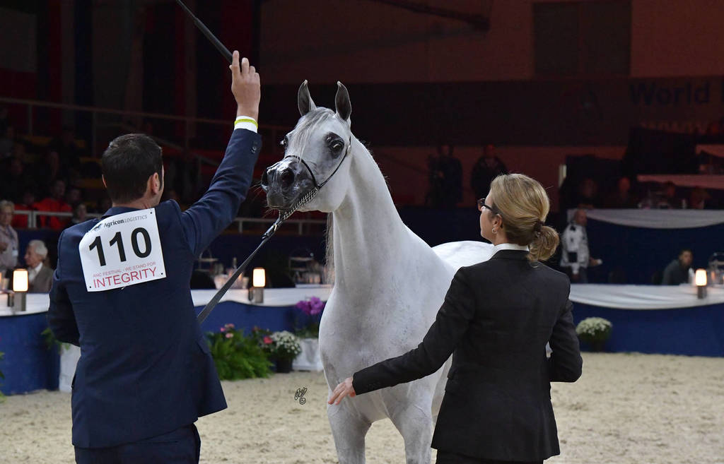 Mares 4-6 Years: Bint Hazy Al Khalediah