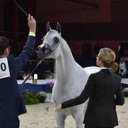 Mares 4-6 Years: Bint Hazy Al Khalediah