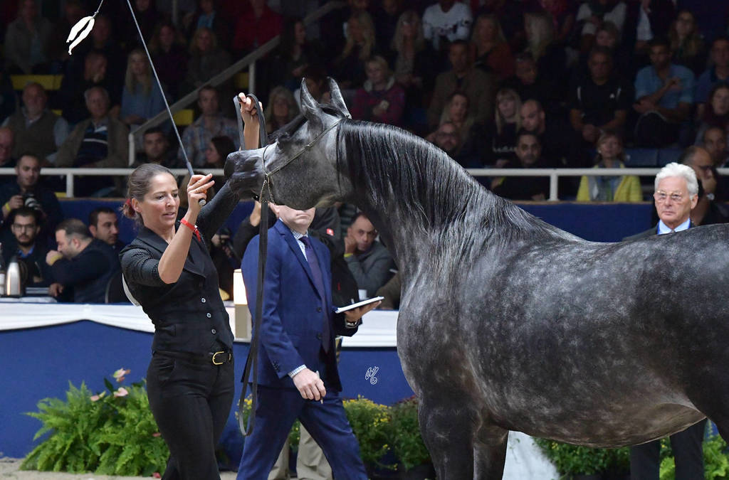 Mares 4-6 Years: Psyrella