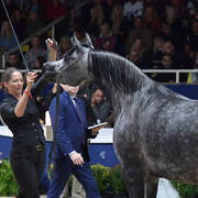 Mares 4-6 Years: Psyrella