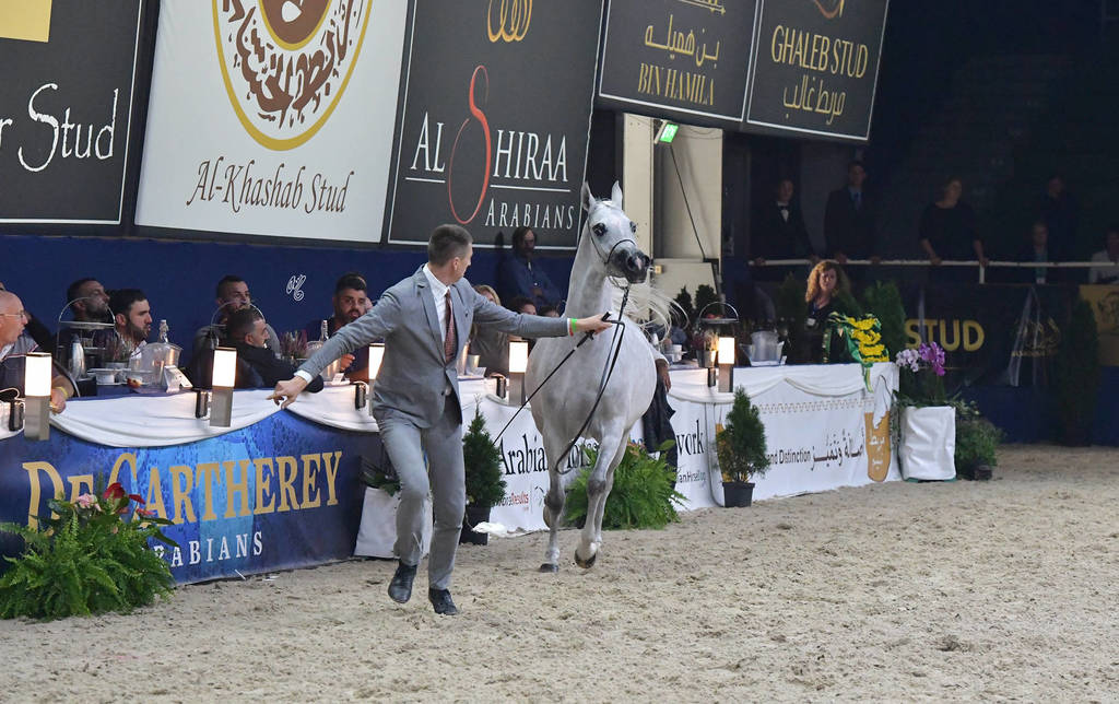 Mares 4-6 Years: Wildona