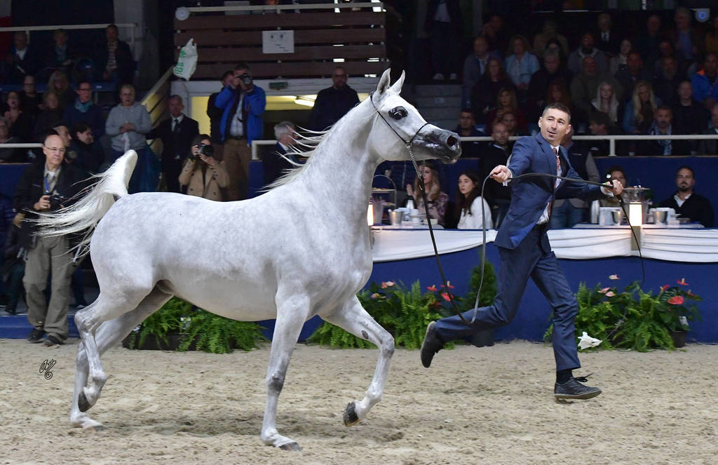 Mares 4-6 Years: Wildona