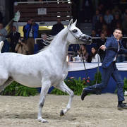 Mares 4-6 Years: Wildona