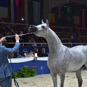 Fillies 3 Years: D Ajayeb