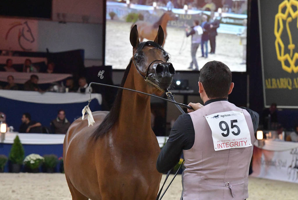 Fillies 3 Years: HDM Maria Apal