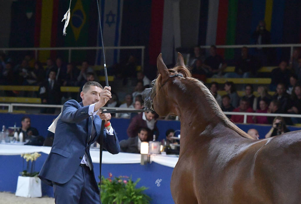 Fillies 3 Years: Emanolla