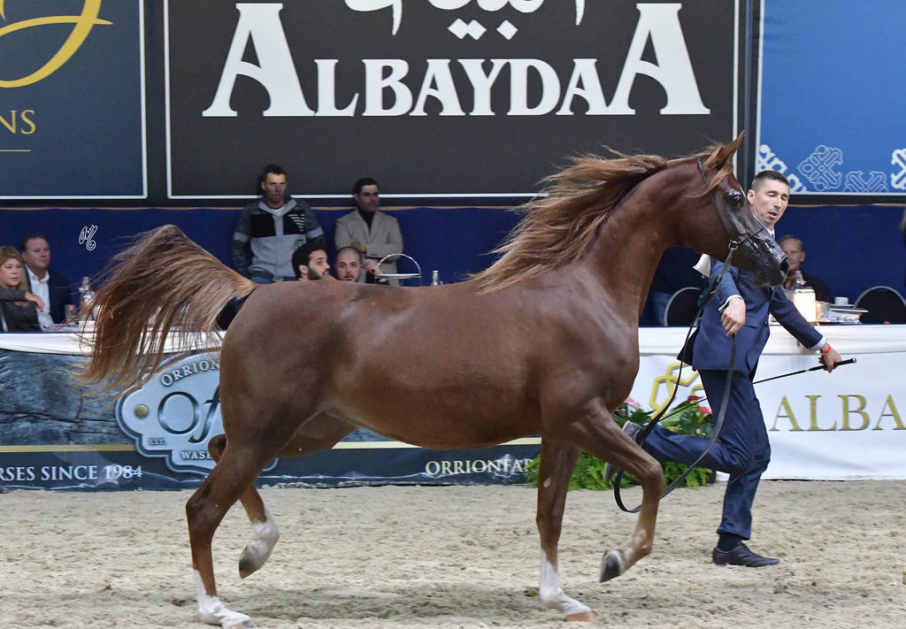 Fillies 3 Years: Emanolla