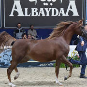 Fillies 3 Years: Emanolla