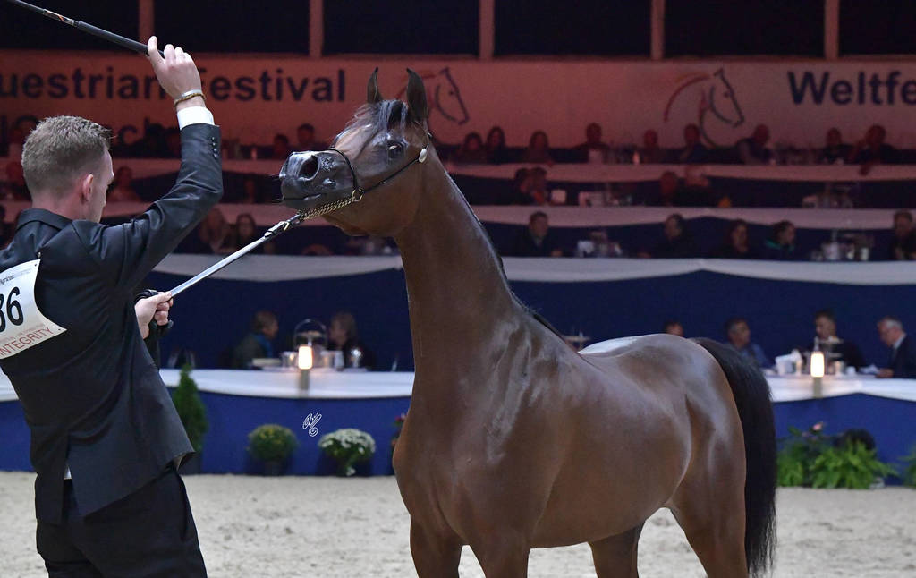 Yearling Filly: D Wojood