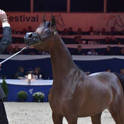 Yearling Filly: D Wojood