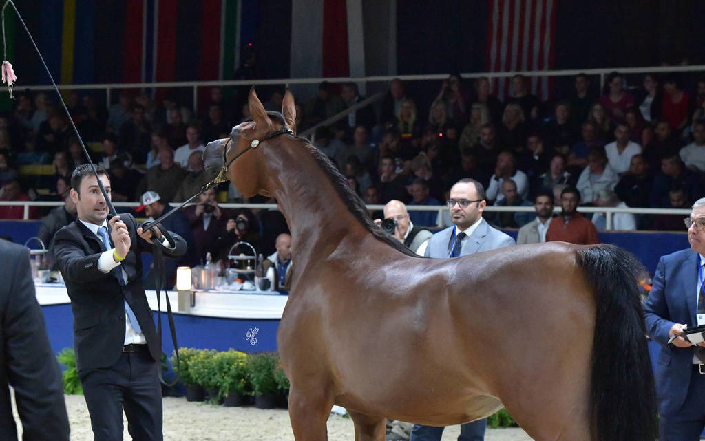 Yearling Filly: Shamayel Al Zobair