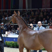 Yearling Filly: Shamayel Al Zobair