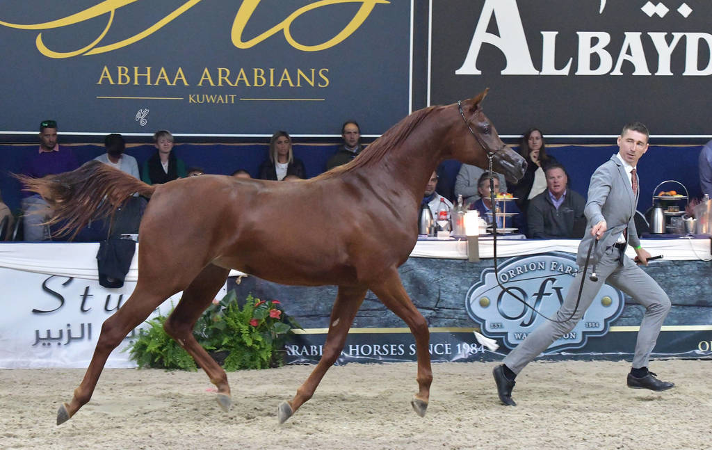 Yearling Filly: El Bellisima