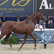 Yearling Filly: El Bellisima