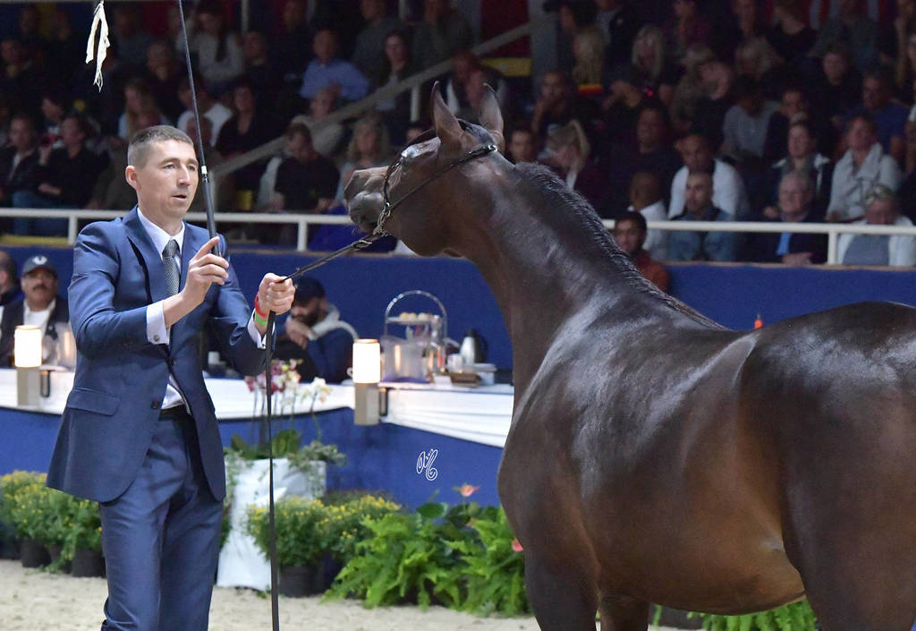 Yearling Filly: El Gotta