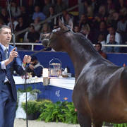 Yearling Filly: El Gotta