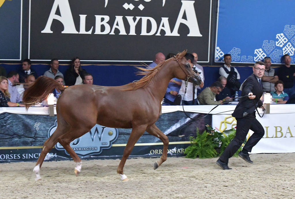 Yearling Filly: Encarina