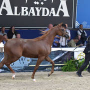Yearling Filly: Encarina