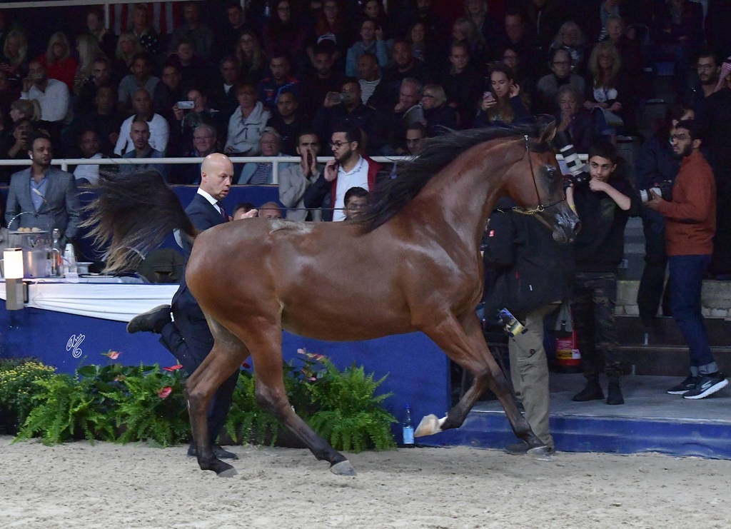 Yearling Filly: Eraldinia F