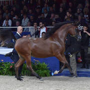 Yearling Filly: Eraldinia F