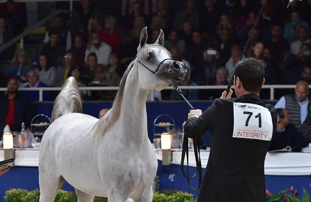 Yearling Filly: AV Purple Rain