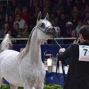 Yearling Filly: AV Purple Rain
