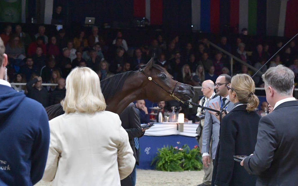 Yearling Filly: Alyssa OS