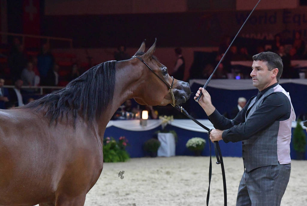 Fillies 2 Years: Nemesi Regalis