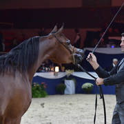 Fillies 2 Years: Nemesi Regalis