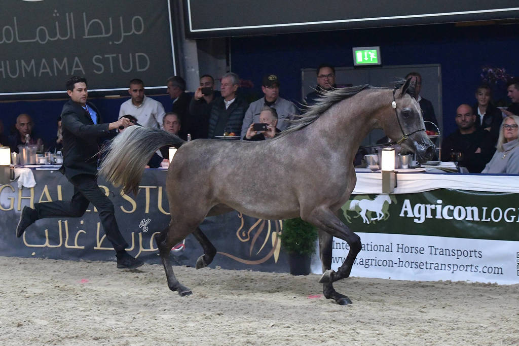 Fillies 2 Years: Caza Al Soor