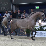 Fillies 2 Years: Caza Al Soor