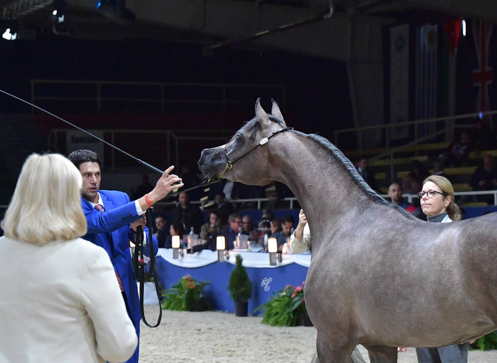 Fillies 2 Years: Caza Al Soor