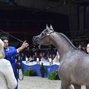 Fillies 2 Years: Caza Al Soor