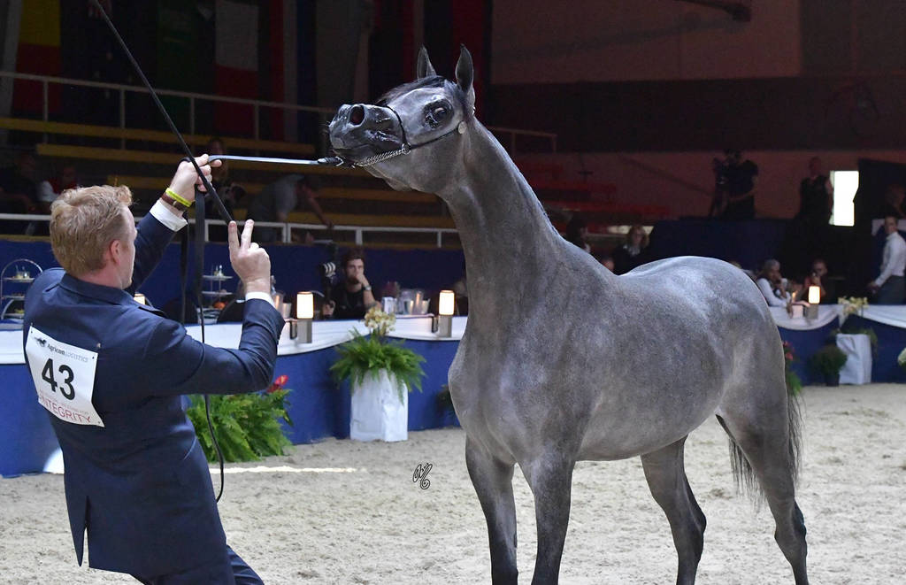 Fillies 3 Years: Lulu Al Wawan