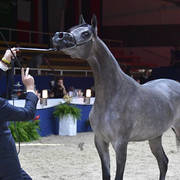 Fillies 3 Years: Lulu Al Wawan