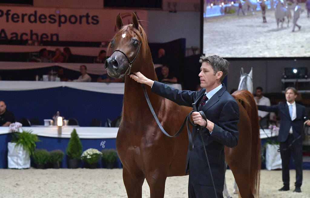 Colt 3 Years: Lamandro