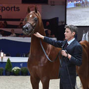 Colt 3 Years: Lamandro