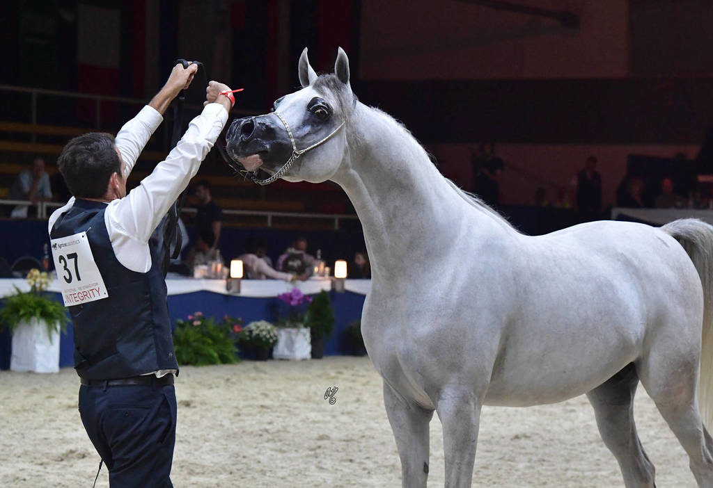 Colt 3 Years: Styx Kalliste