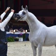 Colt 3 Years: Styx Kalliste