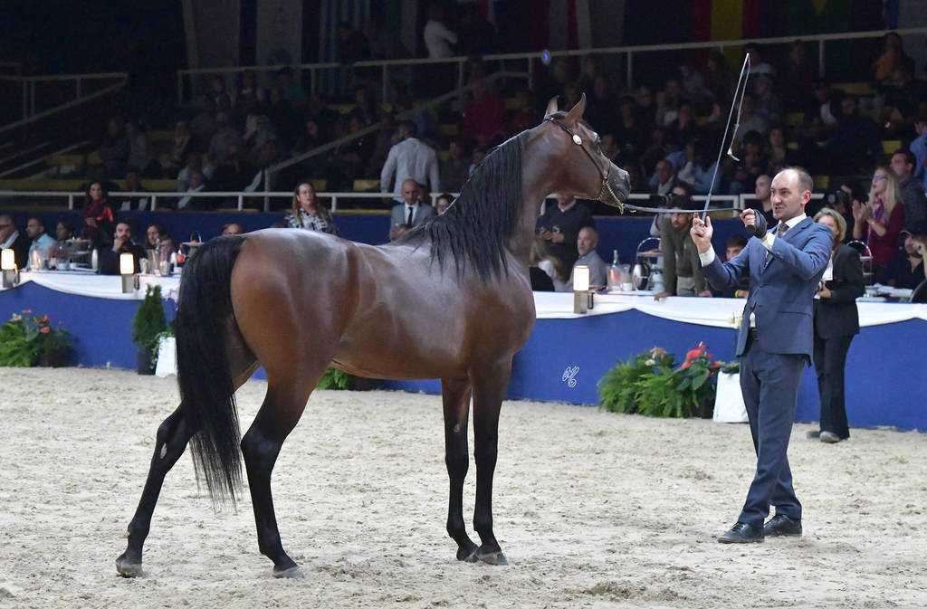 Colt 3 Years: Jawaher Ghazy