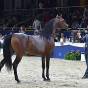 Colt 3 Years: Jawaher Ghazy